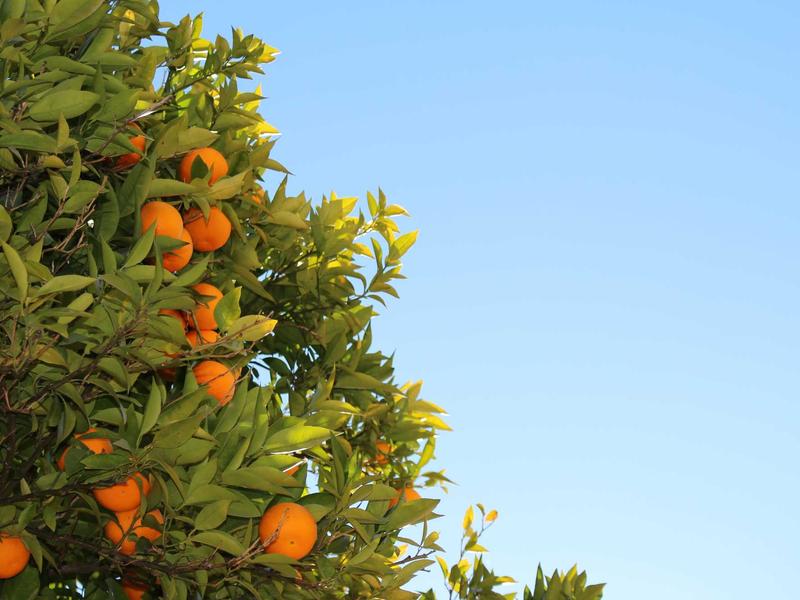 核爆后的彩虹<br>qyn4ntkw.cn 变异生物图鉴